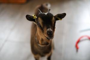 Aline CLADEL - TRIPLE ECLATS